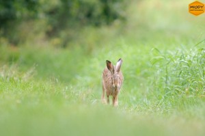 miodybartkowiaka-zajac1